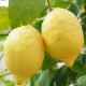 Limoni Biosimeto
