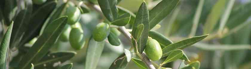 olio extravergina d'oliva biologico